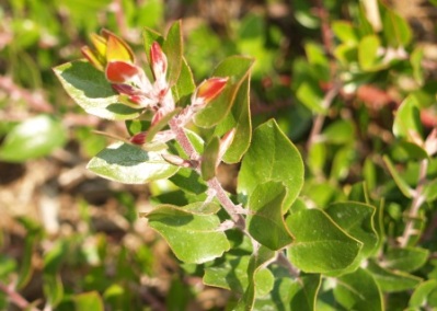 Sunset Manzanita - Arctostaphylos hookeri x pajaroensis 'Sunset'