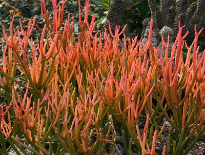 Articles about Toxic and Poisonous Plants