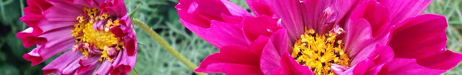 10 Easy Cut Flowers to Direct Sow
