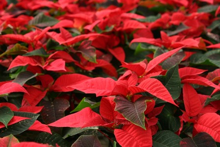 Plant Care for Perennials in Zone 24