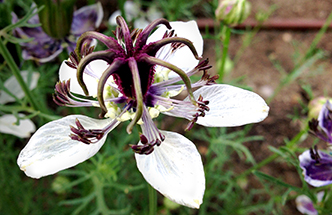 Chocolate and Cream Love in a mist seeds.