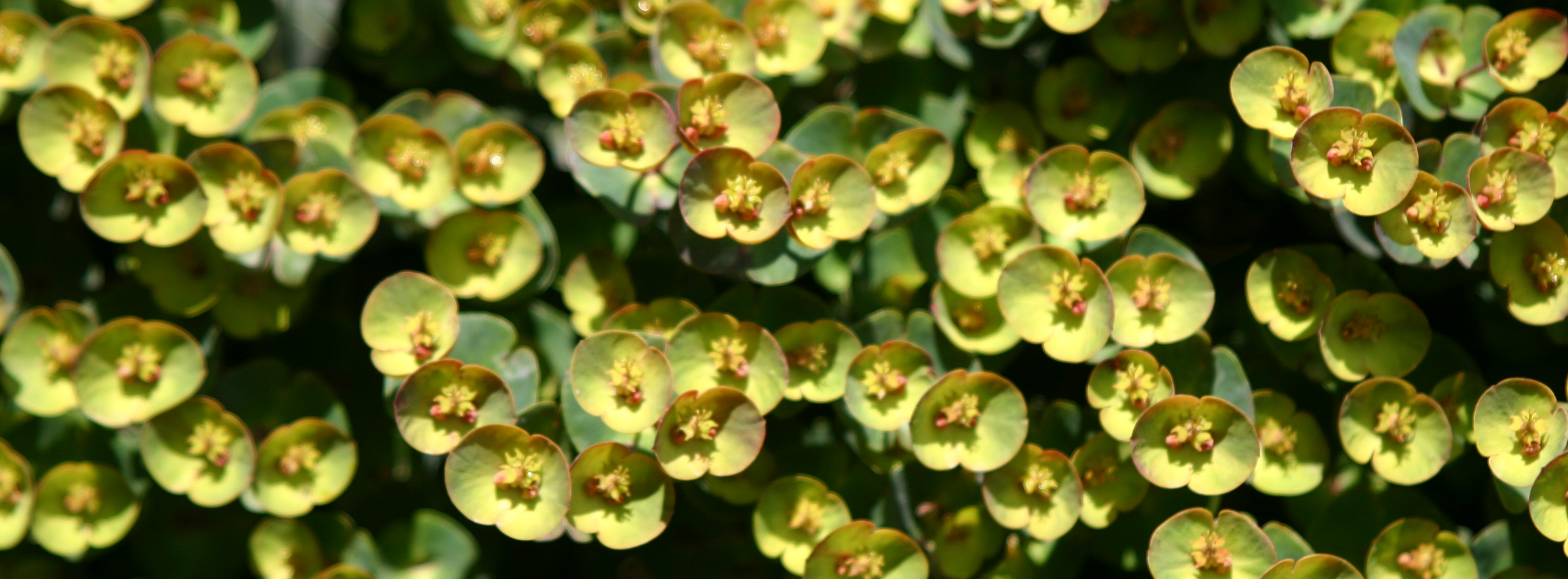 euphorbia_1716x635