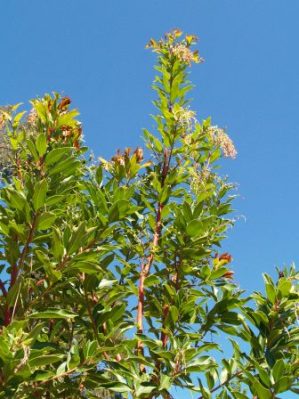 Arbutus ‘Marina’ - Strawberry Tree