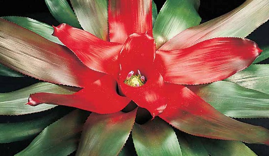 Six things for your indoor plants during winter