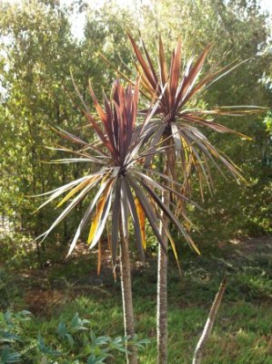 Cordyline australis 'Red Star'