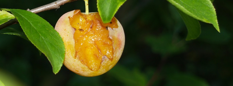 eaten_fruit_816x302