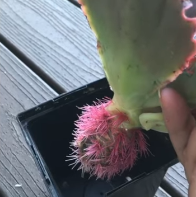 Echeverias roots
