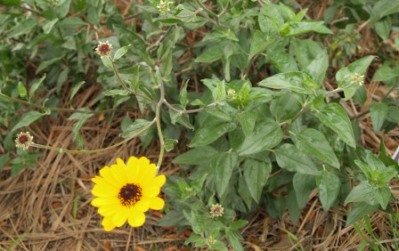 Encelia californica - California Sunflower