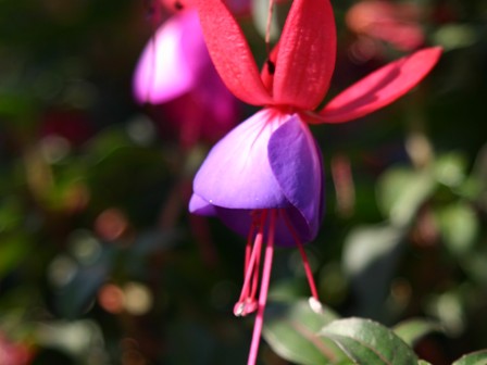 Plant Care for Shrubs