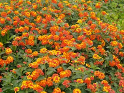 Lantana spp