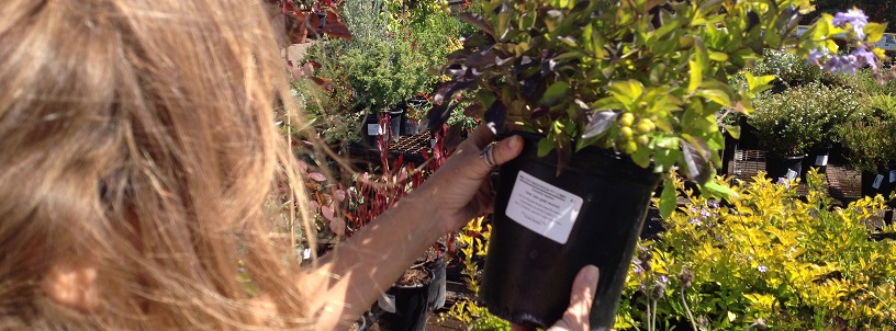 lookingatplant_816x302