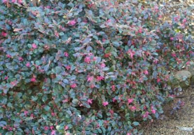 Loropetalum chinense Monthly Plant Care
