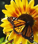 Organic Gardening Monarch
