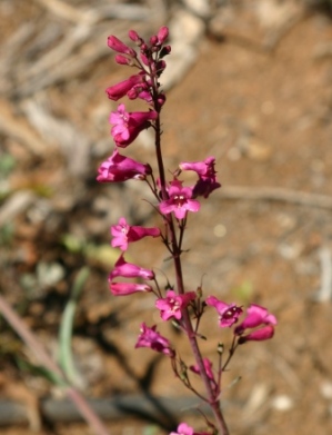 Penstemon parryii