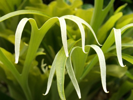 Plant Care for Ferns