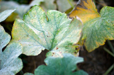 How to Prevent and Treat Powdery Mildew