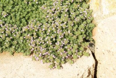 Thymus pseudolanuginosus - Wooly Thyme
