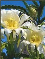 PatioPlants
