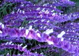 VGARDEN