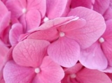 whbfla6