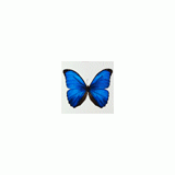 rayethesparrow
