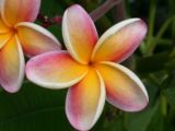 Pacific Plumeria