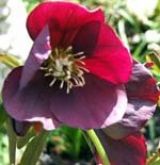 gardening2009