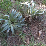 Grants plants