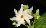 Shahina