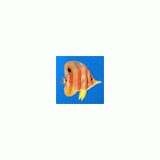 RLD