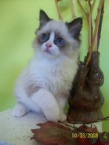 Appragdolls