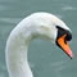 Rhigo