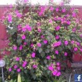 maryjane61571