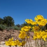DenverDryGarden