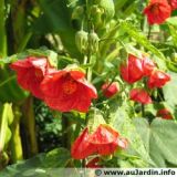 abutilon