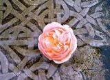 Wild Irish Rose
