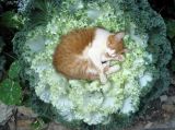 greencat