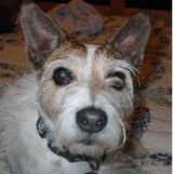 Dooberdog