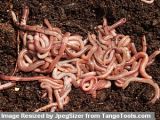 BLUERIDGEVERMICULTURE