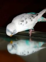KillerBudgie