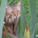 allicats