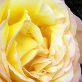 imn2roses