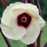 okrablossom