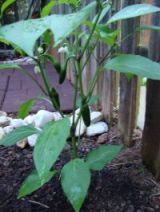 jalapenosinva