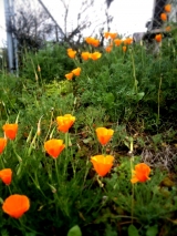Glam Gardener