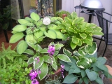 Container Gardening,