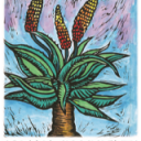 SolanaSucculents