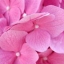 whbfla6