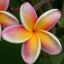 Pacific Plumeria