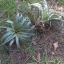 Grants plants